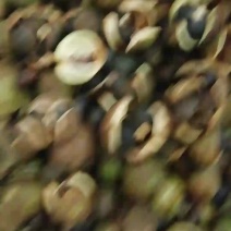 油茶鲜果
