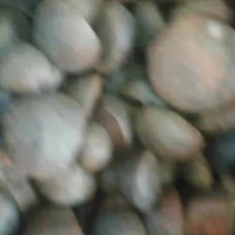 小山油茶籽