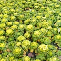 黄心菜
