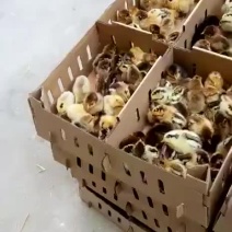 常年出售各种鸡鸭鹅苗高价回收