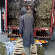 淫羊藿尖叶淫羊藿