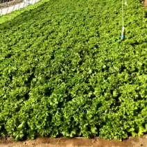 苦菊