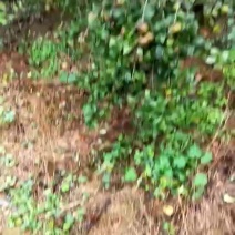 山茶籽
