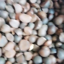 干油茶籽