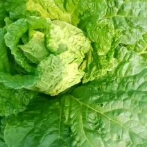 蔬菜