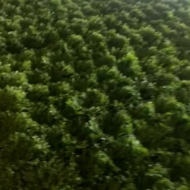 苦菊