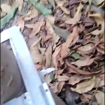 毛桃树
