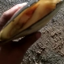 带子贝，绿贝