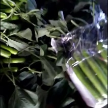 短瓠子！长瓠子
