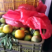 红心橙，白心橙。
