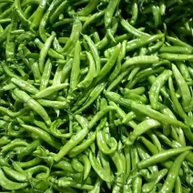 暖棚尖椒油豆质量优