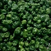 麻椒尖椒油豆