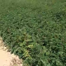 大红袍花椒苗