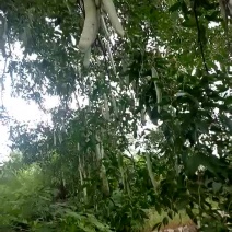 大皂角树