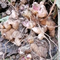 出售改良品种玄参芽子，高产个大。