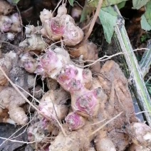 出售改良品种玄参芽子，高产个大