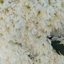 白菊