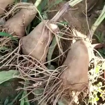 白术苗