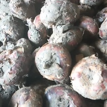 马蹄粉