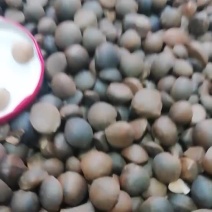 全干油茶籽出油率高