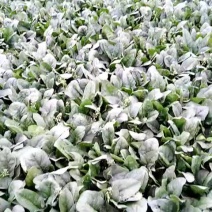 青菜