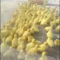 常年出售各种鸡鸭鹅苗高价回收