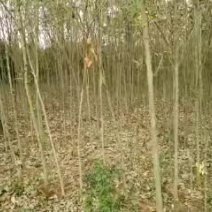 1/5公分无患子基地直批发