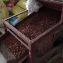 比重机筛选油茶籽，需要联系我！