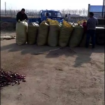 大量供应红辣椒