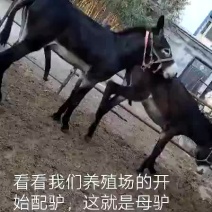 德州驴成年种公驴大量低价出售中，免费运输，货到付款。