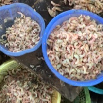 麻虾仁