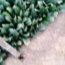 青菜