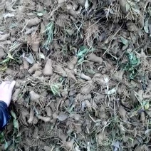 大量供应白术芽子.质量第一。价格美丽.欢迎打扰....