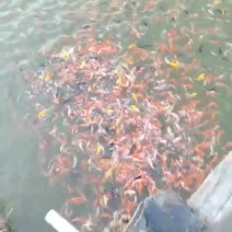 观赏鱼