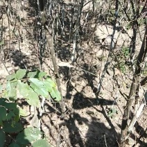 银新核桃苗，大小规格都可以大量供应，价格底，保证质量