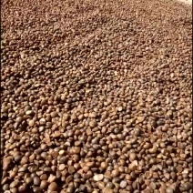 野生山茶籽，全干籽。
