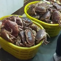 加拿大面包蟹酒店自助餐专用