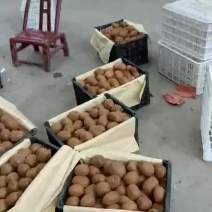 `冷库黄心果正在上市