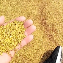 四十吨黄菜籽出售。