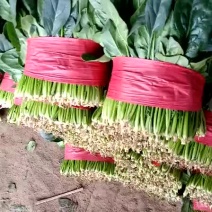 菠菜
