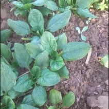 菠菜