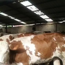 西门塔尔牛，肉牛苗，货到付款，免费送货
