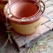 花盆批发