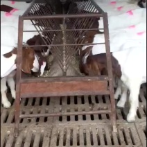 肉羊黑山羊品种羊