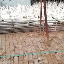 常年收售各种商品鹅老鹅