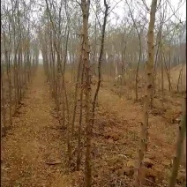 皂角2公分3公分4公分5公分6公分皂角苗圃直供