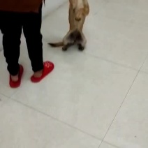马犬