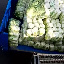黄心菜襄阳黄心白菜