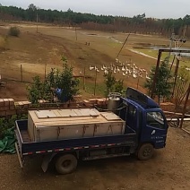 土生土养的老鹅