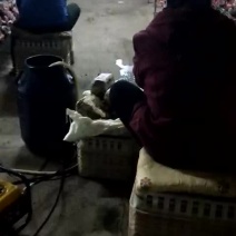 平菇，榆黄蘑出菇菌包